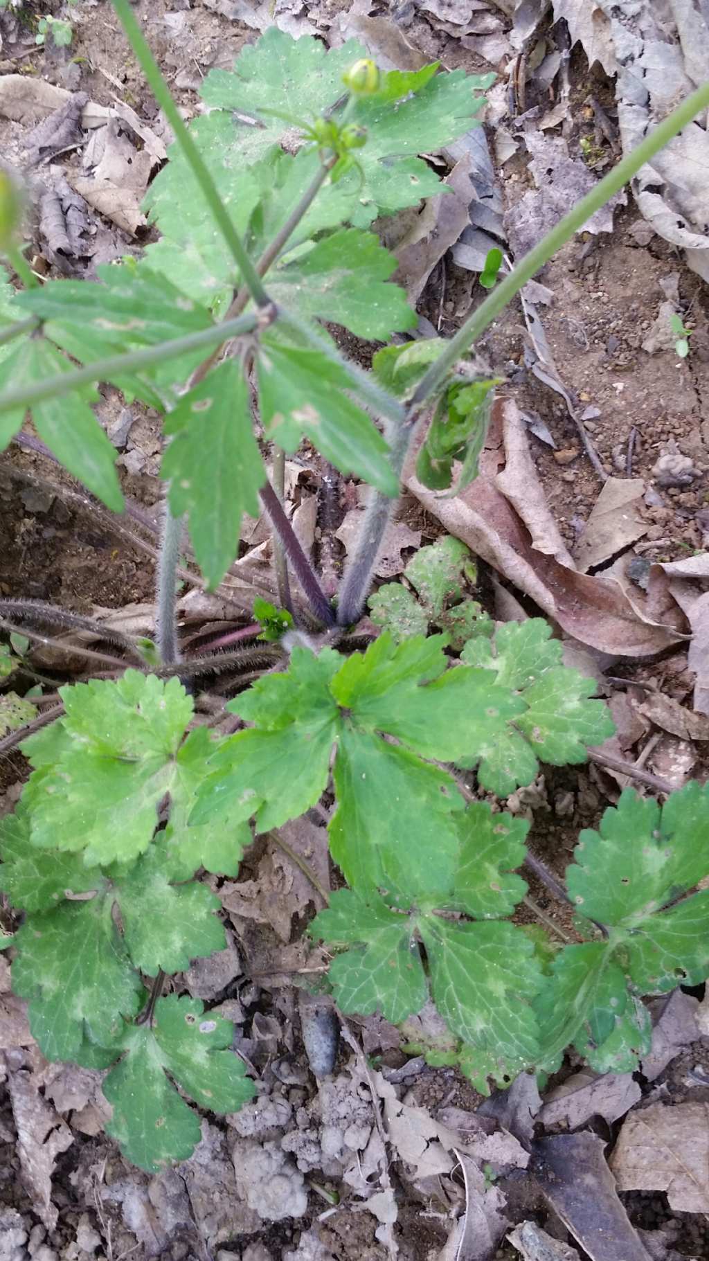 Ranunculus velutinus